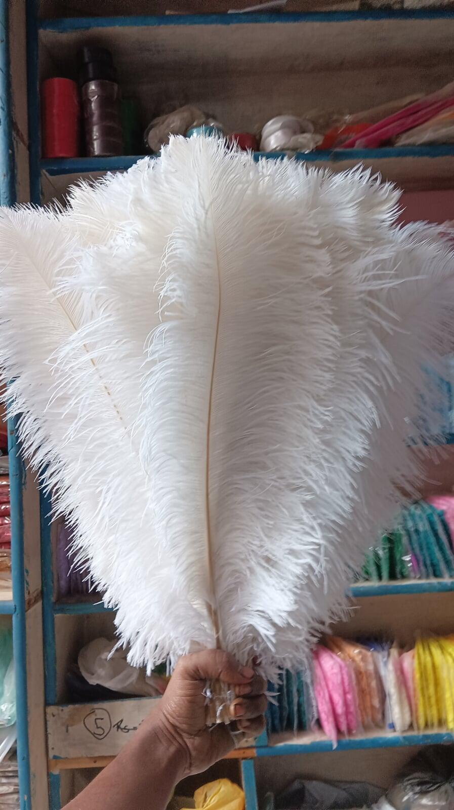 Ostrich feather Wholesaler